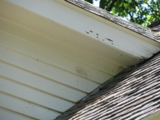 Carpenter Bee Damage