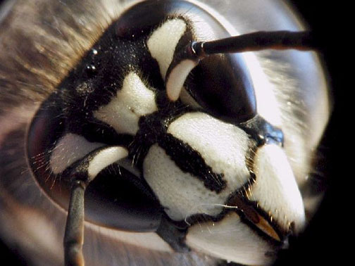 bald-faced hornet close up